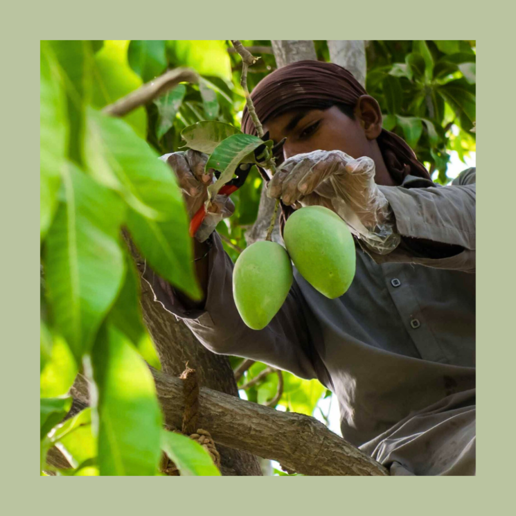 Farm to Table - Green