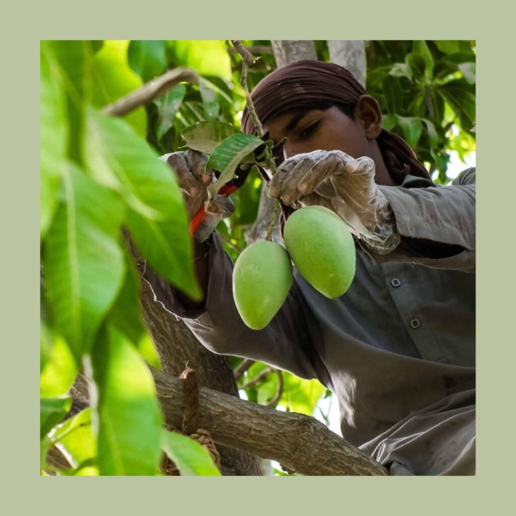Farm to Table - Kachelo Gelato - About us